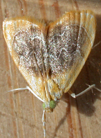 Black-patched Glaphyria